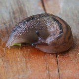 Šiltnaminis šliaužlys - Ambigolimax valentianus | Fotografas Gintautas Steiblys