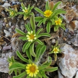 Pajūrinė žvaigždėja - Asteriscus aquaticus | Fotografas Gintautas Steiblys