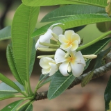 Baltažiedis raudonasis jostras - Plumeria rubra var. acutifolia | Fotografas Gintautas Steiblys