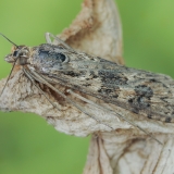 Keliaujantysis plačiasparnis ugniukas - Nomophila noctuella | Fotografas Gintautas Steiblys
