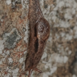 Skaidrenė - Insulivitrina lamarckii | Fotografas Gintautas Steiblys