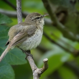 Kanarinė pečialinda - Phylloscopus canariensis | Fotografas Gintautas Steiblys