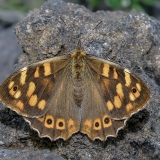 Kanarinis margasis satyras - Pararge xiphioides | Fotografas Gintautas Steiblys