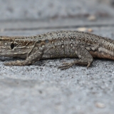 Vakarinis kanarinis driežas - Gallotia galloti | Fotografas Gintautas Steiblys