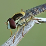 Žiedmusė - Sphaerophoria scripta ♂ | Fotografas Gintautas Steiblys