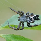 Kryžiuotis - Cyrtophora citricola | Fotografas Gintautas Steiblys