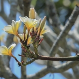 Baltažiedis raudonasis jostras - Plumeria rubra var. acutifolia | Fotografas Gintautas Steiblys