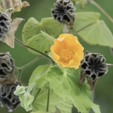 Galenis - Abutilon grandifolium | Fotografas Gintautas Steiblys