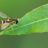Žiedmusė - Sphaerophoria scripta | Fotografas Gintautas Steiblys