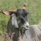 Šiaurės Tenerifės ožka - Capra hircus "Cabra Tinerfeña del Norte" ♂ | Fotografas Gintautas Steiblys
