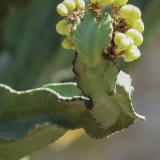 Žvakidinė karpažolė - Euphorbia ingens | Fotografas Gintautas Steiblys