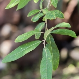 Kanarinis gluosnis - Salix canariensis | Fotografas Gintautas Steiblys