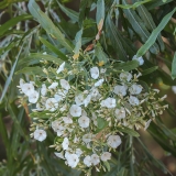 Kvapusis vijoklis - Convolvulus floridus | Fotografas Gintautas Steiblys