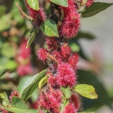 Šeriuotoji labravenė - Acalypha hispida | Fotografas Gintautas Steiblys