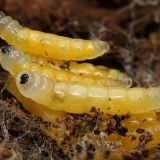 Daiginis uodelis - Sciara sp., lerva | Fotografas Gintautas Steiblys