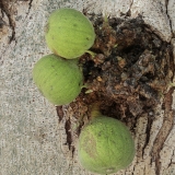 Šilkmedinis fikusas - Ficus sycomorus | Fotografas Gintautas Steiblys