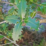Plačialapė filirėja - Phillyrea latifolia | Fotografas Gintautas Steiblys