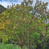 Kanarinė jonažolė - Hypericum canariense | Fotografas Gintautas Steiblys