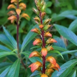 Kanarinė rusmenė - Digitalis canariensis | Fotografas Gintautas Steiblys