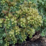 Smailialapis ramdis - Aeonium haworthii  | Fotografas Gintautas Steiblys