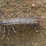 Naminis šimtakojis - Scutigera coleoptrata | Fotografas Gintautas Steiblys
