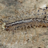 Naminis šimtakojis - Scutigera coleoptrata | Fotografas Gintautas Steiblys