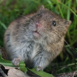 Paprastasis pelėnas - Microtus arvalis | Fotografas Gintautas Steiblys