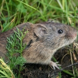 Paprastasis pelėnas - Microtus arvalis | Fotografas Gintautas Steiblys