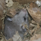 Didžioji miegapelė - Glis glis | Fotografas Gintautas Steiblys