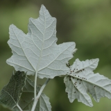 Baltoji tuopa - Populus alba | Fotografas Gintautas Steiblys