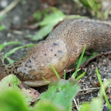 Didysis šliužas - Limax maximus | Fotografas Gintautas Steiblys
