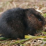 Vandeninis pelėnas - Arvicola amphibius | Fotografas Gintautas Steiblys