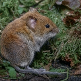 Rudasis pelėnas - Clethrionomys glareolus | Fotografas Gintautas Steiblys