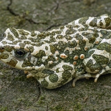 Žalioji rupūžė - Bufotes viridis | Fotografas Gintautas Steiblys