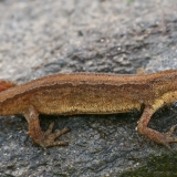 Paprastasis tritonas - Lissotriton vulgaris | Fotografas Gintautas Steiblys