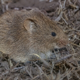Paprastasis pelėnas - Microtus arvalis | Fotografas Gintautas Steiblys