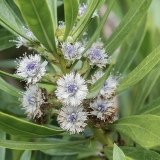 Gluosnialapis krekesas - Globularia salicina | Fotografas Gintautas Steiblys
