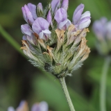 Tikrasis dervis - Bituminaria bituminosa | Fotografas Gintautas Steiblys