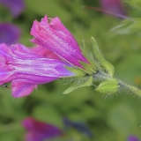 Gyslotinis ežeinis - Echium plantagineum | Fotografas Gintautas Steiblys