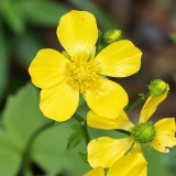 Kanarinis vėdrynas - Ranunculus cortusifolius | Fotografas Gintautas Steiblys