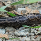 Didysis šliužas - Limax maximus | Fotografas Gintautas Steiblys
