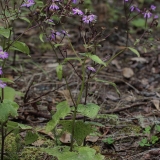 Perikalis - Pericallis echinata | Fotografas Gintautas Steiblys