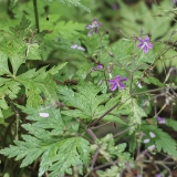 Kanarinis snaputis - Geranium reuteri | Fotografas Gintautas Steiblys