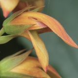 Kanarinė rusmenė - Digitalis canariensis | Fotografas Gintautas Steiblys