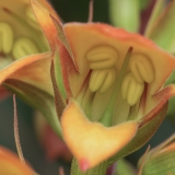 Kanarinė rusmenė - Digitalis canariensis | Fotografas Gintautas Steiblys
