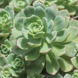 Smailialapis ramdis - Aeonium haworthii  | Fotografas Gintautas Steiblys