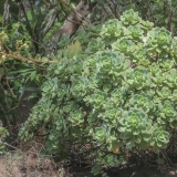 Smailialapis ramdis - Aeonium haworthii | Fotografas Gintautas Steiblys