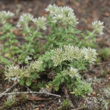 Plačialapė visla - Polycarpaea latifolia | Fotografas Gintautas Steiblys