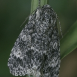 Tamsiapilkis strėlinukas - Acronicta megacephala | Fotografas Gintautas Steiblys