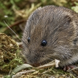 Paprastasis pelėnas - Microtus arvalis | Fotografas Gintautas Steiblys